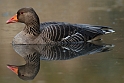 Greylag goose